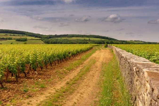 Un grand champ de vignes verdoyantes longé par un muret en pierre et un chemin de terre parfait pour le passage d'un chenillard viticole.